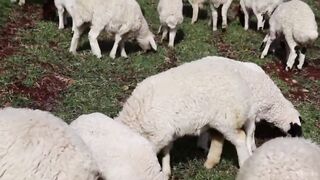 Funny Baby Sheep Compilation and Lamb Sound , Sheep Sound Effect