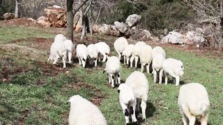 Funny Baby Sheep Compilation and Lamb Sound , Sheep Sound Effect