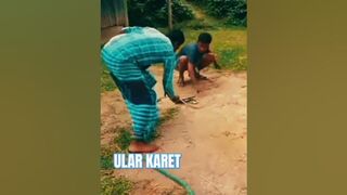 Compilation Video Funny indian Prank ULAR KARET.#funny#shortsindia