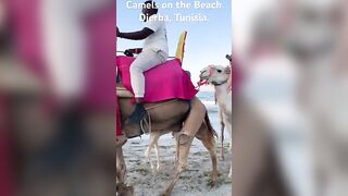 Baby Camel on the Beach. #beach #holiday #camel #horse #beautiful #summer