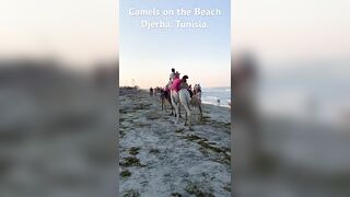 Baby Camel on the Beach. #beach #holiday #camel #horse #beautiful #summer