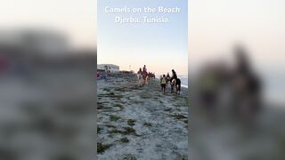 Baby Camel on the Beach. #beach #holiday #camel #horse #beautiful #summer