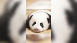 Eye-To-Eye Challenge With Baby Panda | iPanda #shorts