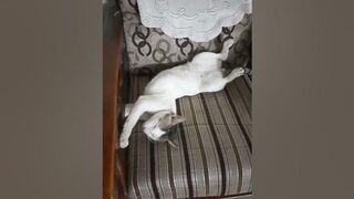 Cat are so flexible