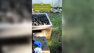 How we CRACK open black walnuts! #shorts #viral #trending #diy #tiktok #walnut