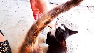 Funniest Cats and Kittens Compilation | Funny Animals 2023 | Part 1g