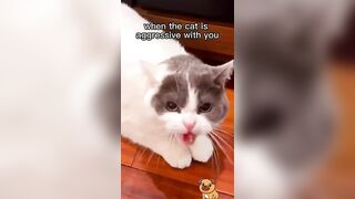 Funny CATS video compilation with Imagine Dragons music