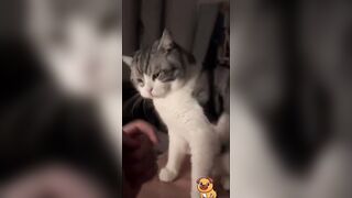 Funny CATS video compilation with Imagine Dragons music