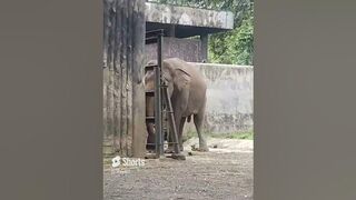 What Animals Are These?Animals Moment Compilation (Lion,Bear,Ostrich,Elephant)
