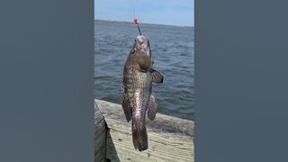 Caught a lot of seabass today again @ Jones Beach Field 10 _ catch and released