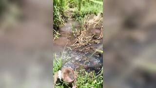 The whole family goes to the stream to cool off in the summer