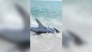 Mako shark pulled back into the water at a Florida beach