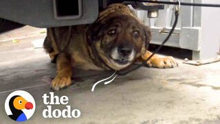 Stray German Shepherd Was Crying Nonstop Until She Was Rescued | The Dodo