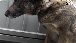 Stray German Shepherd Was Crying Nonstop Until She Was Rescued | The Dodo