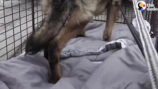 Stray German Shepherd Was Crying Nonstop Until She Was Rescued | The Dodo