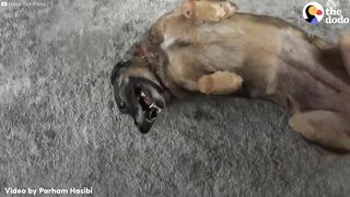 Stray German Shepherd Was Crying Nonstop Until She Was Rescued | The Dodo