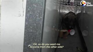 Stray German Shepherd Was Crying Nonstop Until She Was Rescued | The Dodo