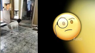 Try Not To Laugh Best Funny Videos 2022 COMPILATION | Viral Videos   Part 1