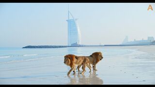 Animalia - Lions Kal and Kimbo enjoy the beach