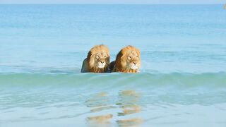 Animalia - Lions Kal and Kimbo enjoy the beach