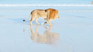 Animalia - Lions Kal and Kimbo enjoy the beach