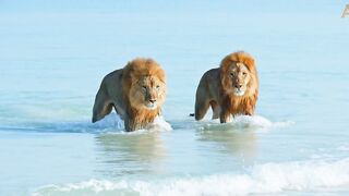 Animalia - Lions Kal and Kimbo enjoy the beach