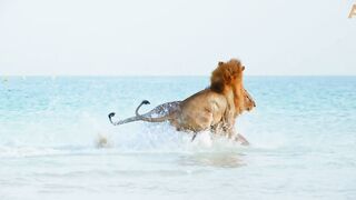 Animalia - Lions Kal and Kimbo enjoy the beach