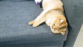 Cat stretching