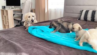 Golden Retriever Meets Puppies for the First Time