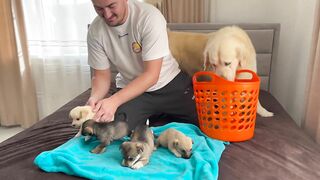 Golden Retriever Meets Puppies for the First Time