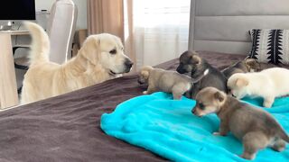 Golden Retriever Meets Puppies for the First Time