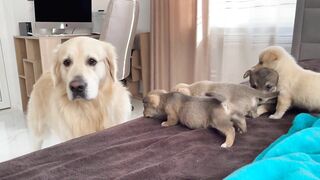 Golden Retriever Meets Puppies for the First Time