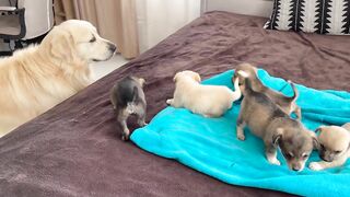 Golden Retriever Meets Puppies for the First Time