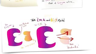 "Models of enzyme action” for GCSE Biology and A Level Biology | Lock and Key | Induced Fit