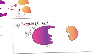 "Models of enzyme action” for GCSE Biology and A Level Biology | Lock and Key | Induced Fit