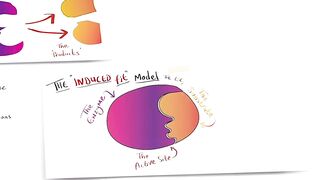 "Models of enzyme action” for GCSE Biology and A Level Biology | Lock and Key | Induced Fit