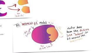 "Models of enzyme action” for GCSE Biology and A Level Biology | Lock and Key | Induced Fit