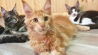 Adorable Maine Coon Compilation