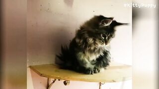 Adorable Maine Coon Compilation