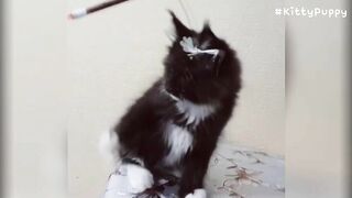 Adorable Maine Coon Compilation