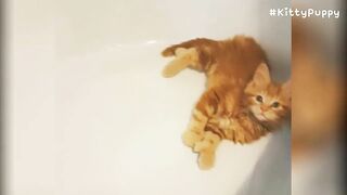 Adorable Maine Coon Compilation