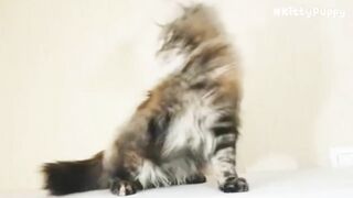 Adorable Maine Coon Compilation