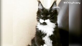 Adorable Maine Coon Compilation