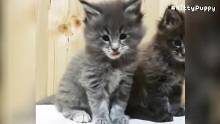 Adorable Maine Coon Compilation