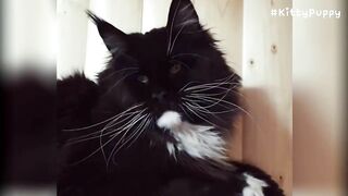 Adorable Maine Coon Compilation