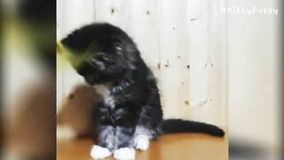 Adorable Maine Coon Compilation