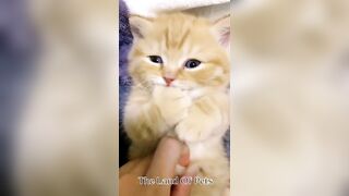 Funniest CAT and DOG Compilation Video - PART 1 ????????  - Don't Try To Hold Back Laughter ????