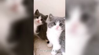 Funniest CAT and DOG Compilation Video - PART 1 ????????  - Don't Try To Hold Back Laughter ????