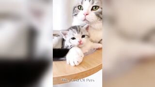 Funniest CAT and DOG Compilation Video - PART 1 ????????  - Don't Try To Hold Back Laughter ????