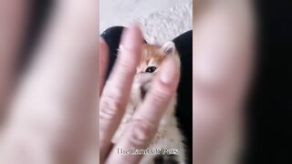 Funniest CAT and DOG Compilation Video - PART 1 ????????  - Don't Try To Hold Back Laughter ????